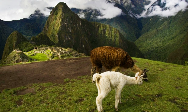 A couple of alpacas grazing near Machu Picchu