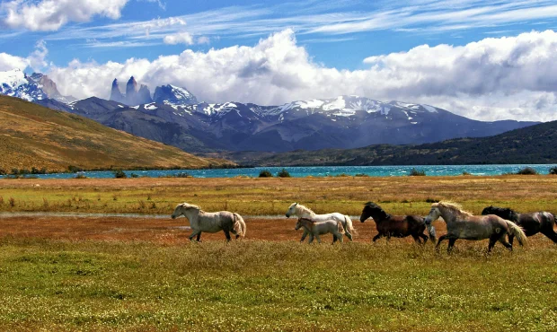 Horses running wild in Torres Del Paine