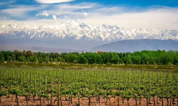 A vineyard in Mendoza