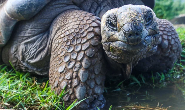 A Galapagos Island tortoise