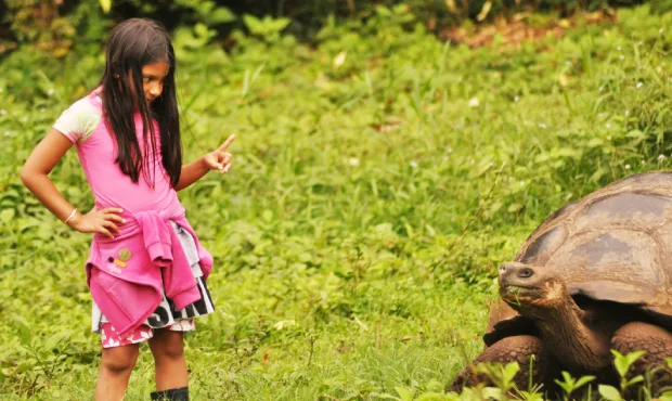 A girl watching a Galapagos tortoise