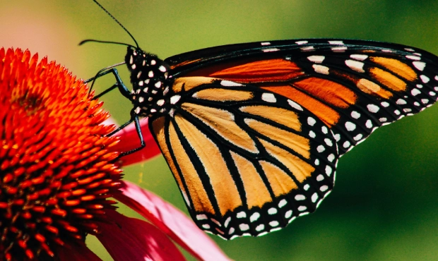 A Monarch butterfly sitting on a flower