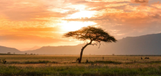 The African Savanna